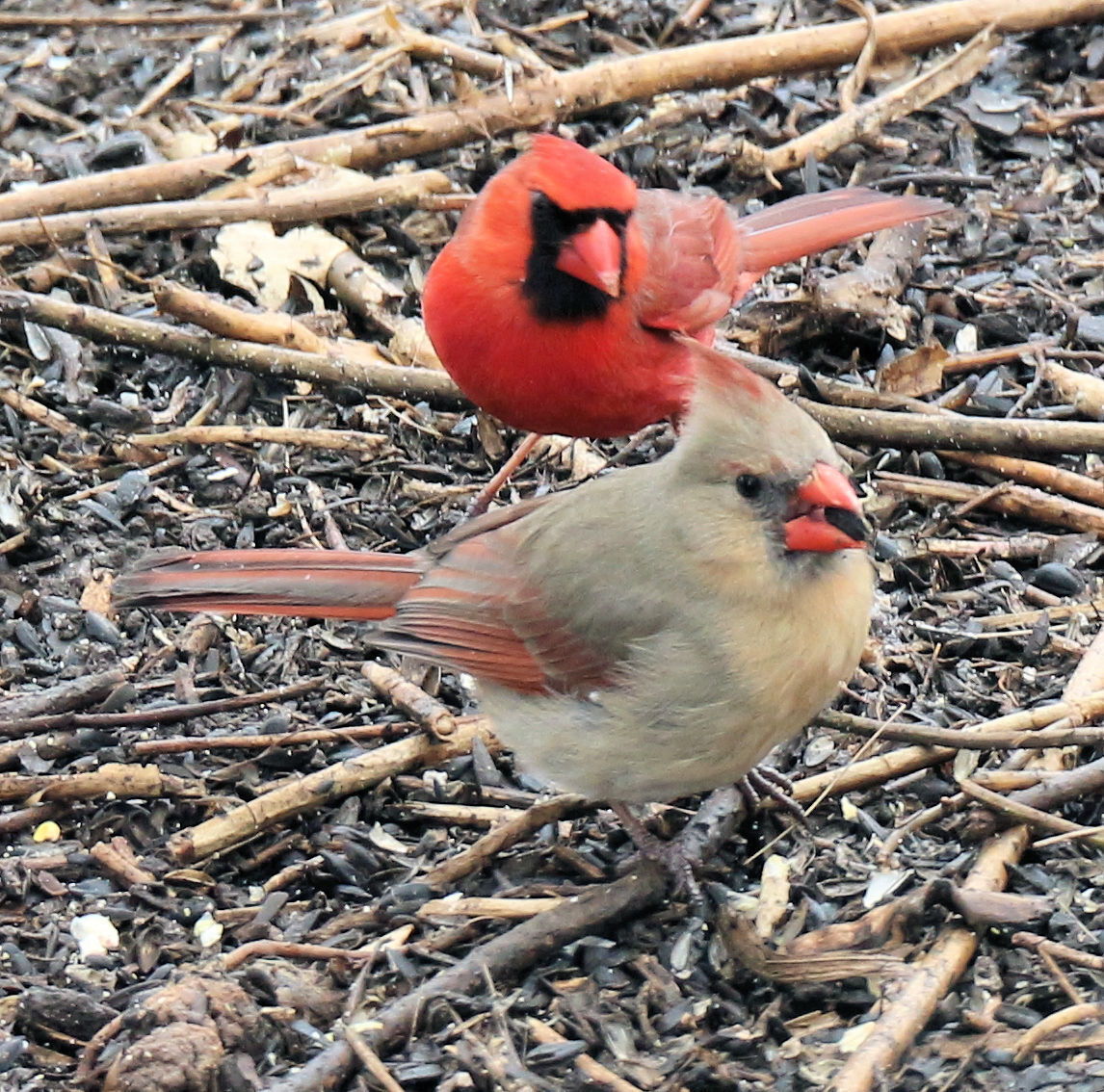 Scenes from the North Country: Courting Cardinals